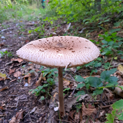 7.